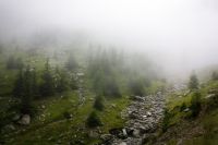 1-bear_s-paradise-mountains-fagaras-fog-mist-forest-romania.jpg
